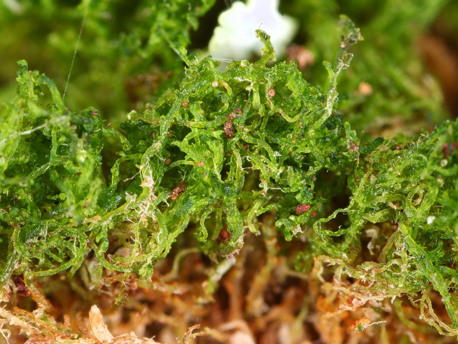 Представитель Семейства Cephaloziellaceae